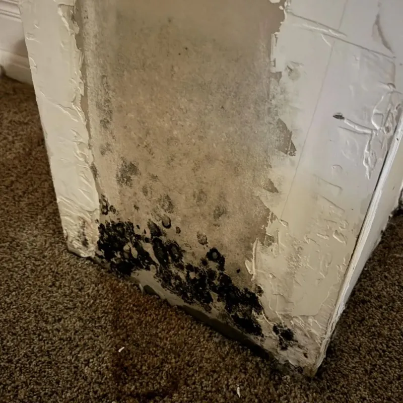 Professional Mold Removal in Middlebourne, WV